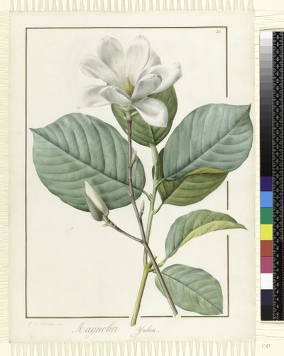 Magnolia yulan Magnolia denudata, 1812 - Pierre Joseph Redouté